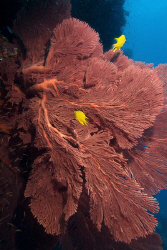 Gorgonian Wide Angle by Andy Lerner 